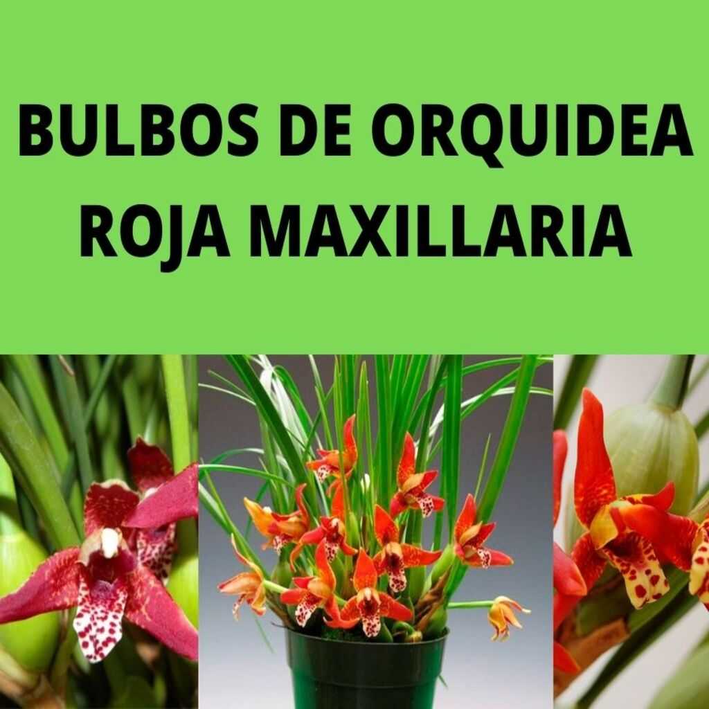 Bulbos de Orquidea Importado (Maxillaria) Rojo